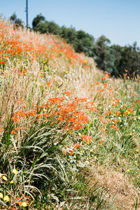 Close-up of orange flowering plants on field