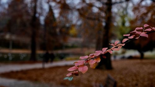 Close-up of maple leaves on tree