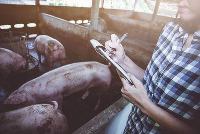 Midsection of female veterinarian inspecting pigs in shed