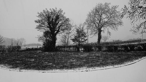 Bare trees on field against clear sky