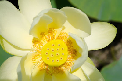 Close-up of white flowers