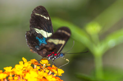 Close-up of butterfly pollinating on flower