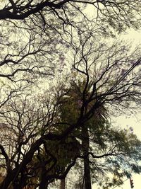 Low angle view of tree against sky