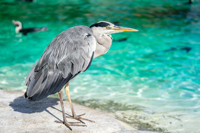 High angle view of gray heron perching