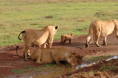 Lion family on dirt road by field