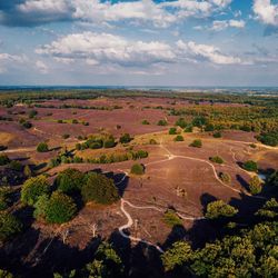 Purple flowering plants on field against sky, blooming heather heid fields in the netherlands 