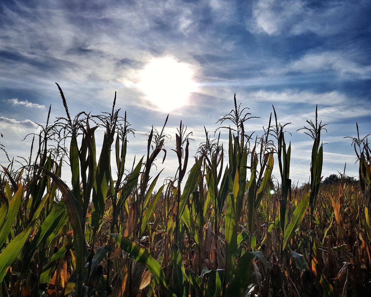 growth, nature, sky, field, cloud - sky, crop, tranquility, plant, agriculture, day, beauty in nature, no people, tranquil scene, outdoors, rural scene, cereal plant, scenics, close-up