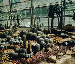 Cactus growing in greenhouse