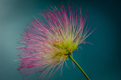 Close-up of pink flower