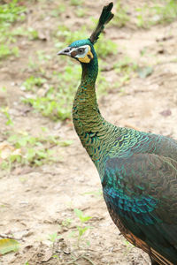 Close-up of peacock
