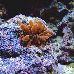 Close-up of coral in sea