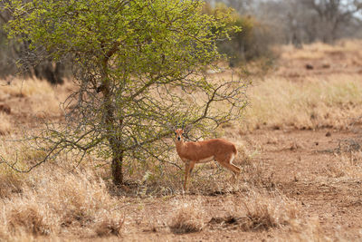 Steenbok near a tree in kruger