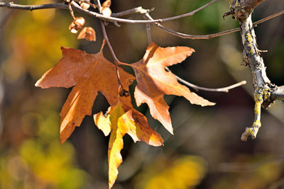 Close-up of dry maple leaves on tree