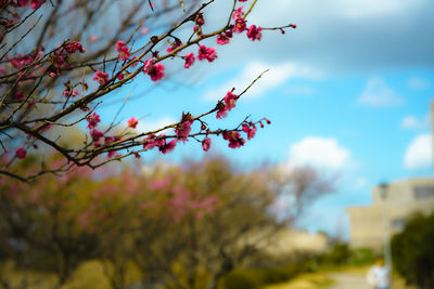 Low angle view of berries on tree against sky