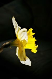 Close-up of yellow flower against black background