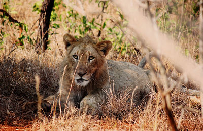 Lion in a forest