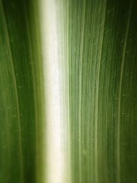 Full frame shot of green leaf