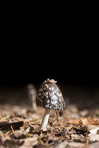 Close-up of mushroom