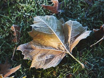 Close-up of frosted leaf on field