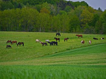 Flock of sheep grazing in field