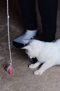 Low section of man wearing cat