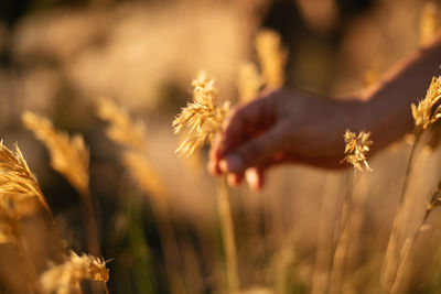 Close-up of hand on plant at field