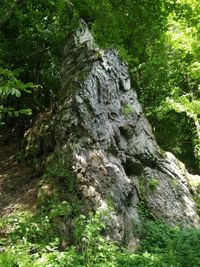 Moss growing on rocks in forest