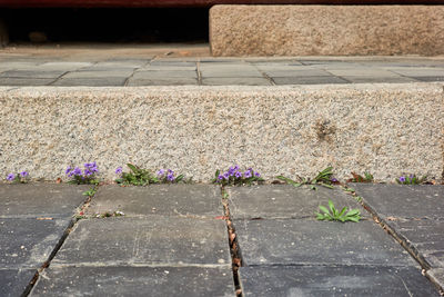 High angle view of flowering plants on footpath