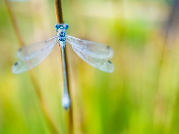 Close-up of damselfly on plant