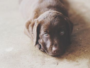 Close-up portrait of puppy