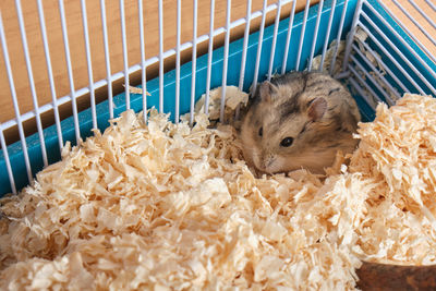 Cat lying in cage