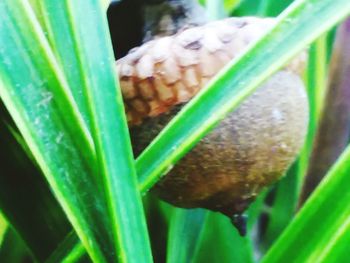 Close-up of snake on grass