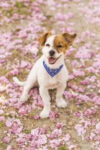 Dog looking away while sitting on flowers