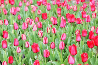 Close-up of pink tulips blooming on field