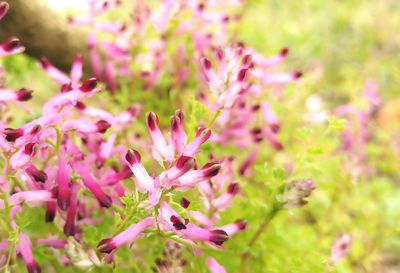 Close-up of flowers blooming outdoors