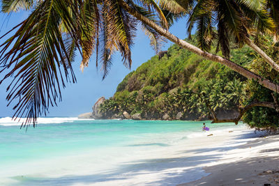 Palm trees on beach against sky