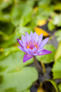 Close-up of water lily blooming outdoors