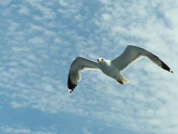 Low angle view of seagull flying in sky