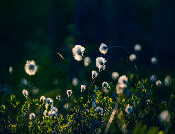 Close-up of flowering plant on field