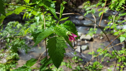 Close-up of plant growing on tree