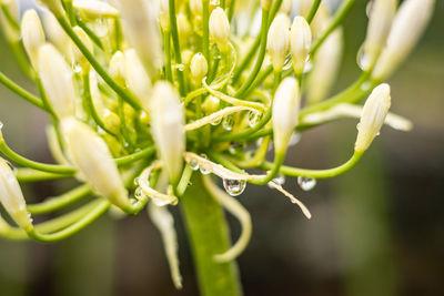 Close up photography, details in nature, flowers with water drops after rain.