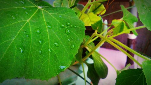 Close-up of leaves