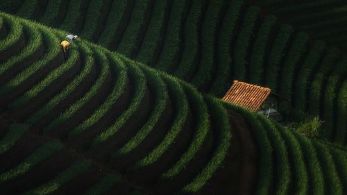 High angle view of corn field