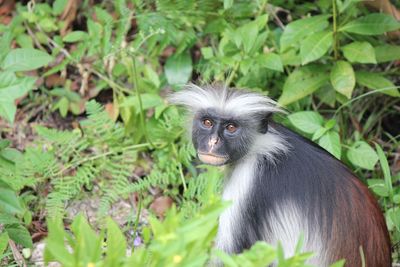 A spider monkey in the jungle of zanzibar. 