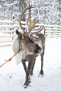 Close-up of reindeer standing on snow field