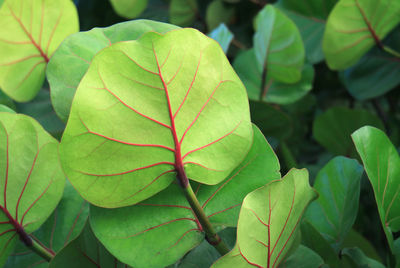 Closeup of vibrant green with red veins leaves of seagrape tree on easter island, chile