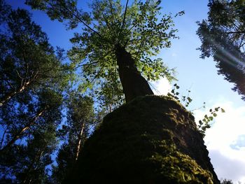 Low angle view of trees in forest against sky