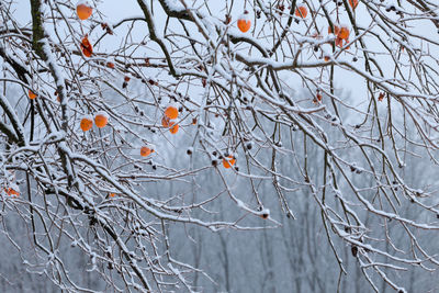 Close-up of frozen tree branches during winter