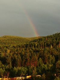Scenic view of rainbow over trees against sky