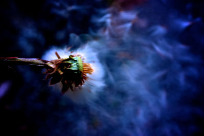 Close-up of flower blooming outdoors